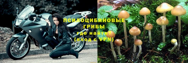 ПСИЛОЦИБИНОВЫЕ ГРИБЫ Абаза